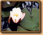Seerose